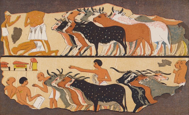 Gado, antigo Egito (litografia a cores) de School Egyptian