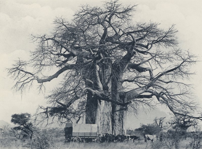 Uma árvore Baobá (foto a p/b) de South African Photographer