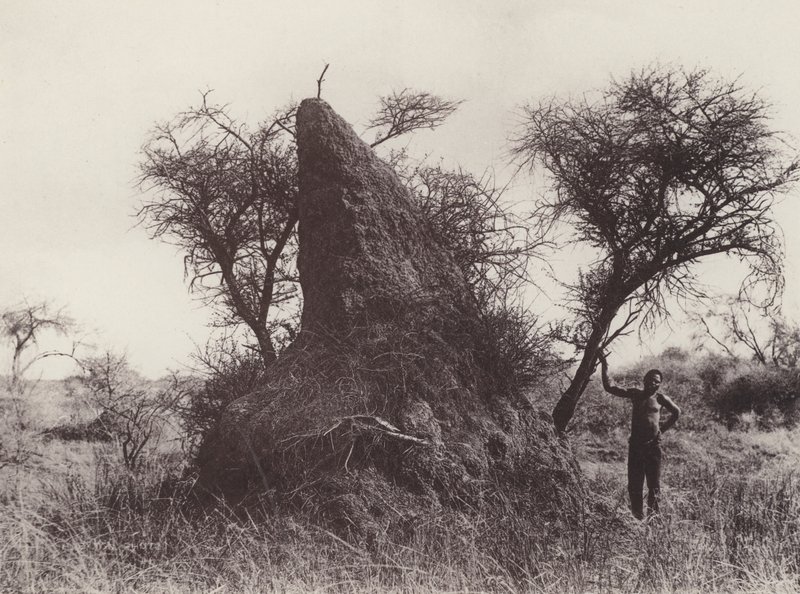 Um Mammoth Antheap (foto a p/b) de South African Photographer