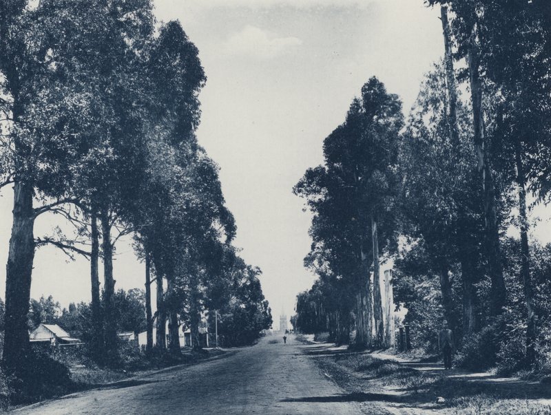 Avenue of Blue Gum Trees, Pretoria (foto a p/b) de South African Photographer