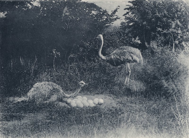 Avestruzes e Ovos (foto a p/b) de South African Photographer