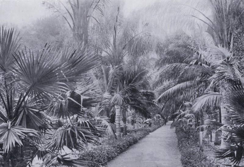 Palm Avenue, Jardim Botânico, Durban (foto a p/b) de South African Photographer