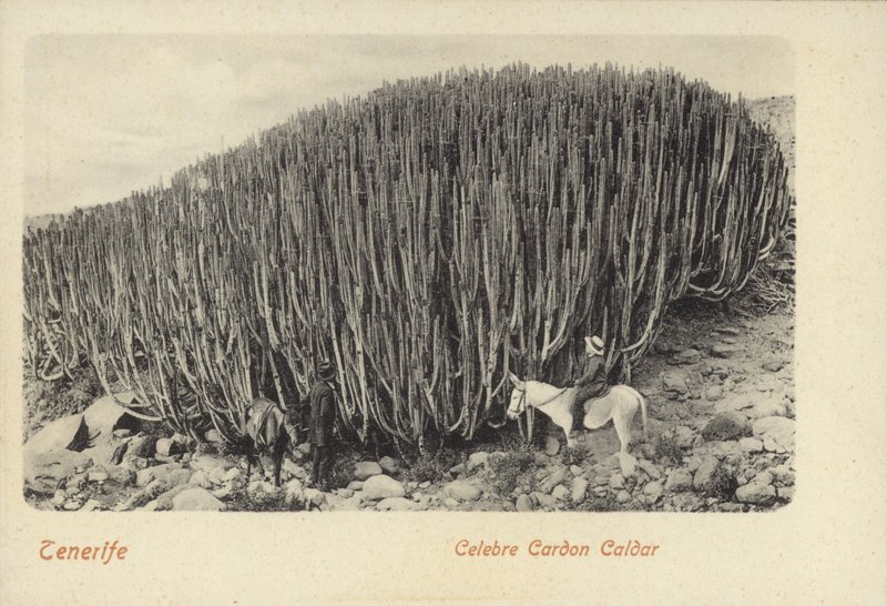 Homens a ver os famosos cactos em Cardon, Tenerife (fotografia a preto e branco) de Spanish Photographer