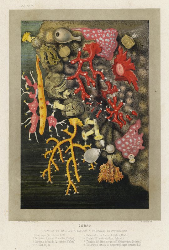Coral (chromolitho) de Spanish School
