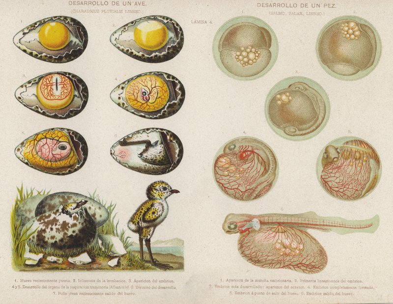 Desenvolvimento de aves e peixes a partir dos seus ovos (chromolitho) de Spanish School