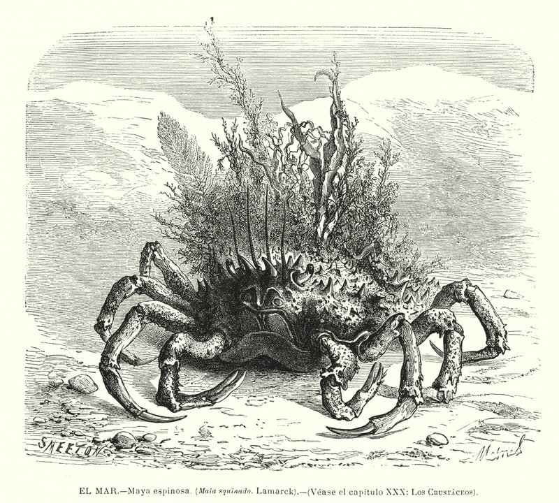 Sapateira europeia (Maja squinado) (litho) de Spanish School