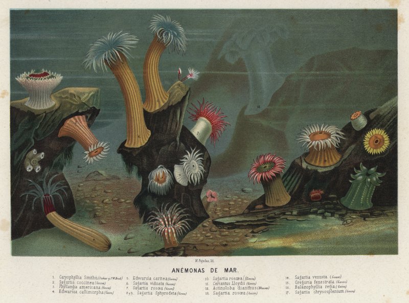 Anémonas do mar (chromolitho) de Spanish School