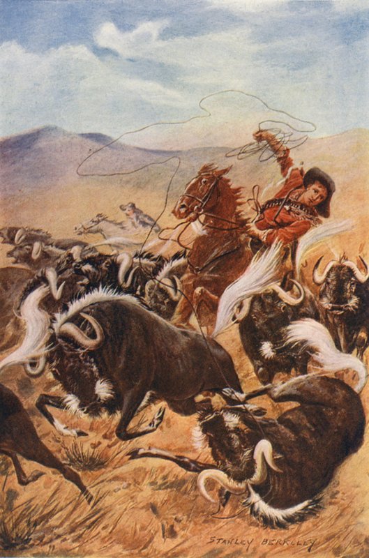 Cowboy a laçar almiscareiro (litografia a cores) de Stanley (after) Berkeley