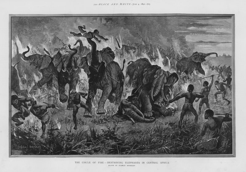 O círculo de fogo - destruindo elefantes na África Central (litho) de Stanley (after) Berkeley