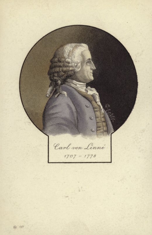 Carl Linnaeus (1707-1778), botânico sueco e zoólogo de Swedish School