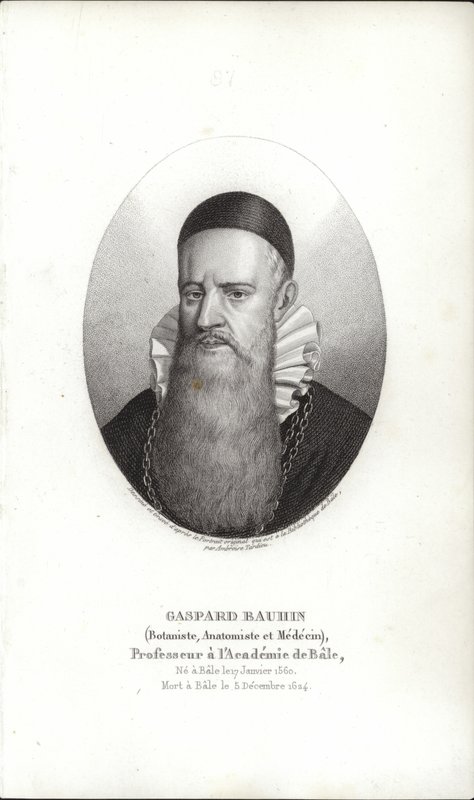 Gaspard Bauhin de Swiss School