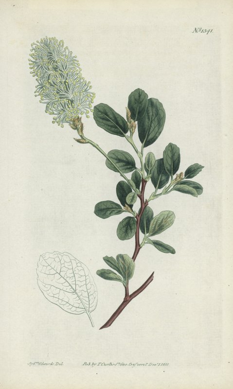Gravura botânica de Sydenham Teast Edwards