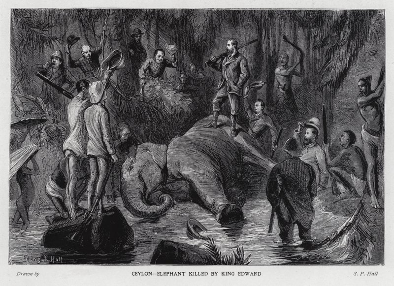 Elefante morto pelo rei Edward VII (litho) de Sydney Prior (after) Hall
