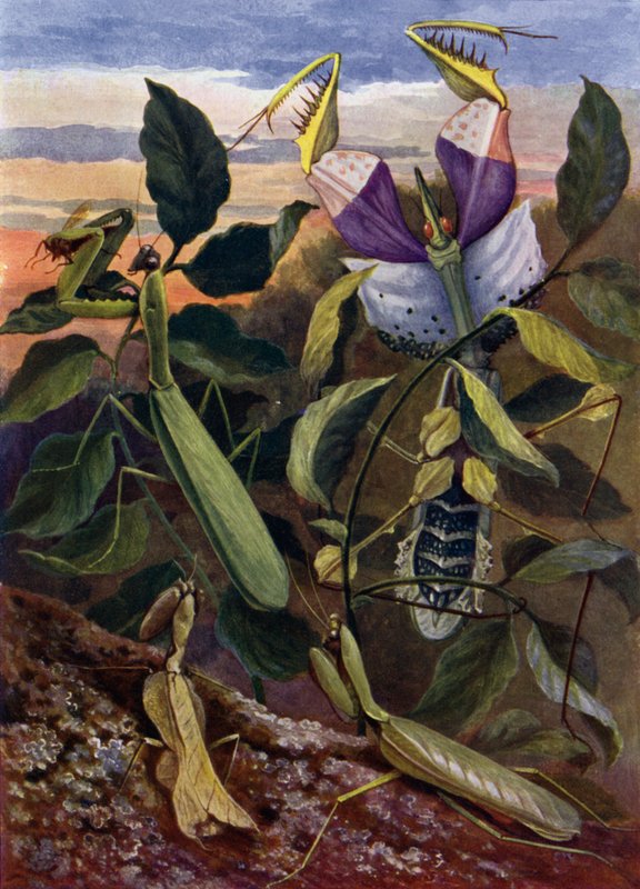 Insetos orando de Theobald Carreras