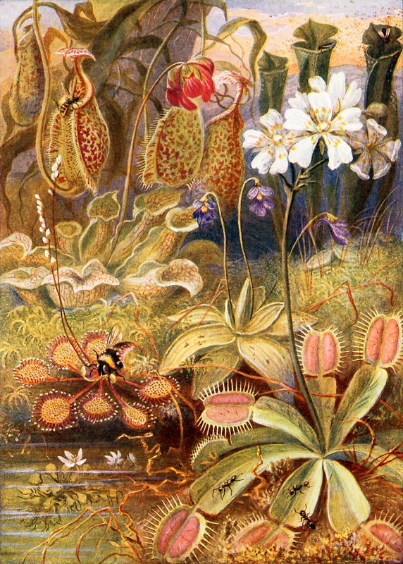 Um grupo de plantas carnívoras, ilustração de "Maravilhas da terra e do mar" por Graeme Williams de Theobald Carreras