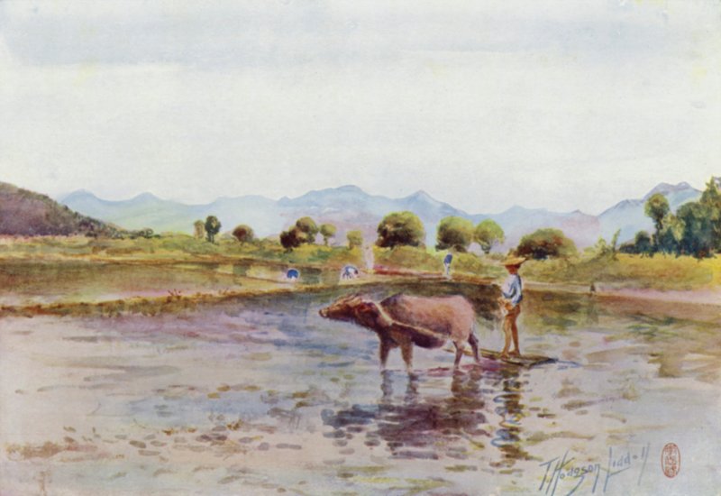 Búfalo-da-água no trabalho nos campos de arroz de Thomas Hodgson Liddell