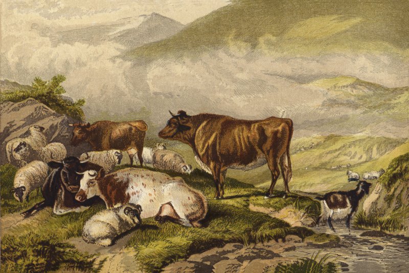 Gado de Thomas Sidney Cooper