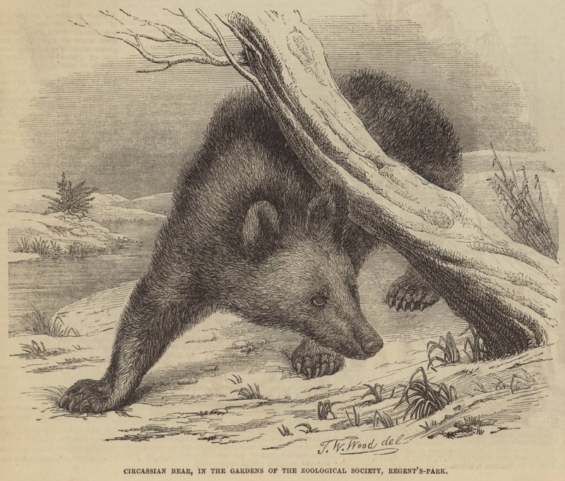 Urso Circassiano, nos Jardins da Sociedade Zoológica, Regent&39;s-Park de Thomas W. Wood