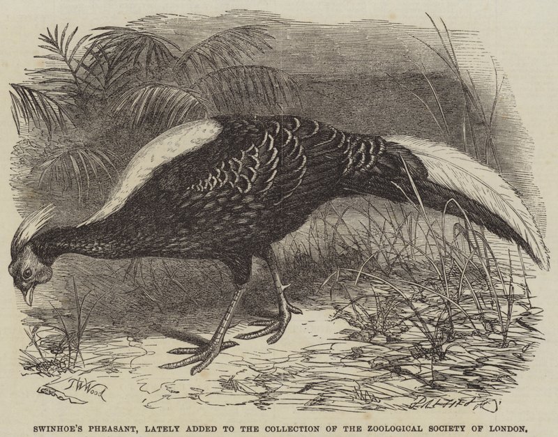 Faisão de Swinhoe, recentemente adicionado à Coleção da Sociedade Zoológica de Londres de Thomas W. Wood