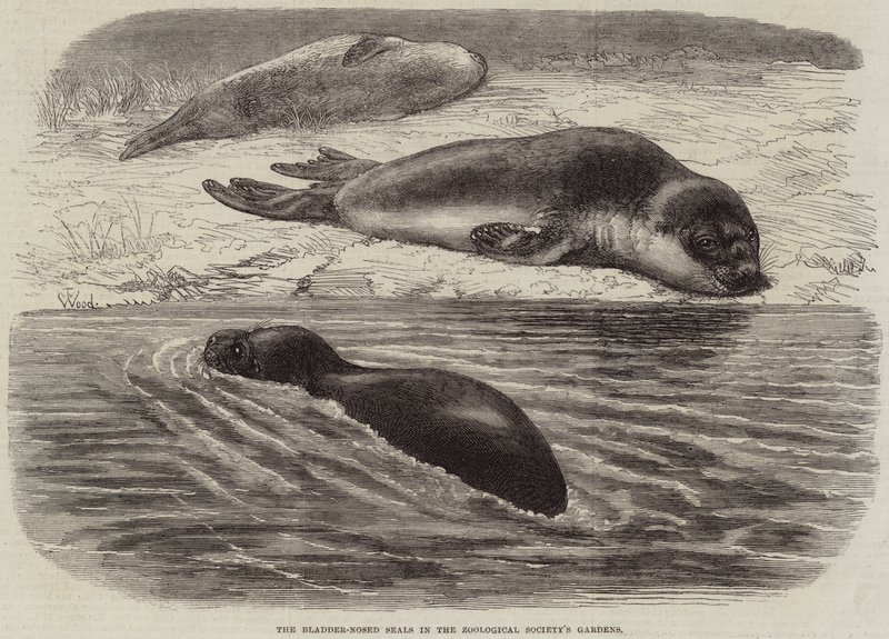 Os focinhos cheios de bexiga nos jardins da Sociedade Zoológica de Thomas W. Wood
