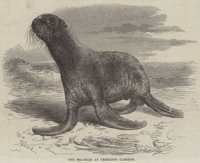 O urso-do-mar em Cremorne Gardens de Thomas W. Wood