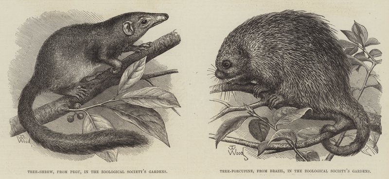 O, musaranho, árvore, e, porco-espinho árvore de Thomas W. Wood