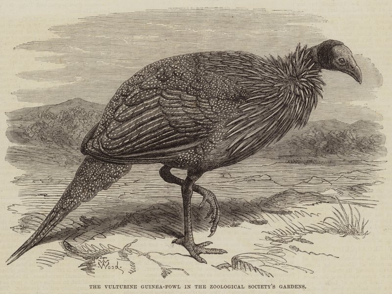 A Vulturine Guinea-Fowl nos Jardins da Sociedade Zoológica de Thomas W. Wood