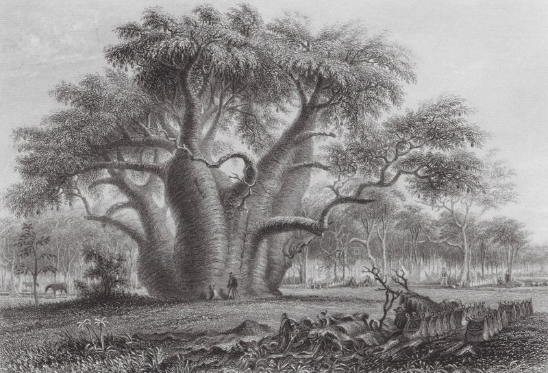 Austrália: A árvore Boadab (gravura) de Thomas (after) Baines