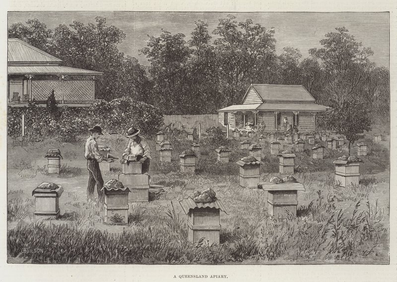 Um Apiário de Queensland de Thomas Harrington Wilson