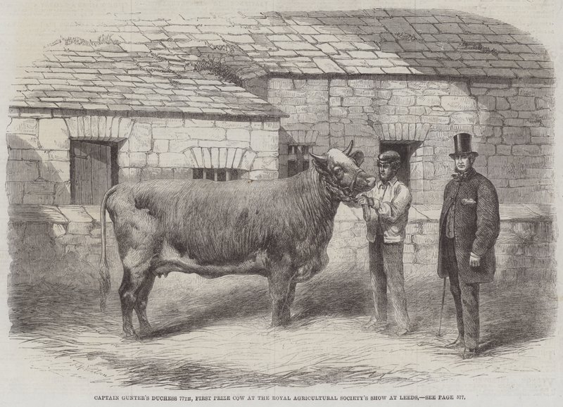 Duquesa do capitão Gunter 77º, primeiro prêmio vaca no show da Royal Agricultural Society em Leeds de Thomas Harrington Wilson