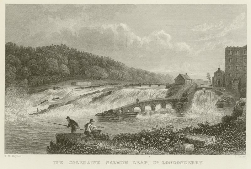 O salto de salmão de Coleraine de Thomas Mann Baynes