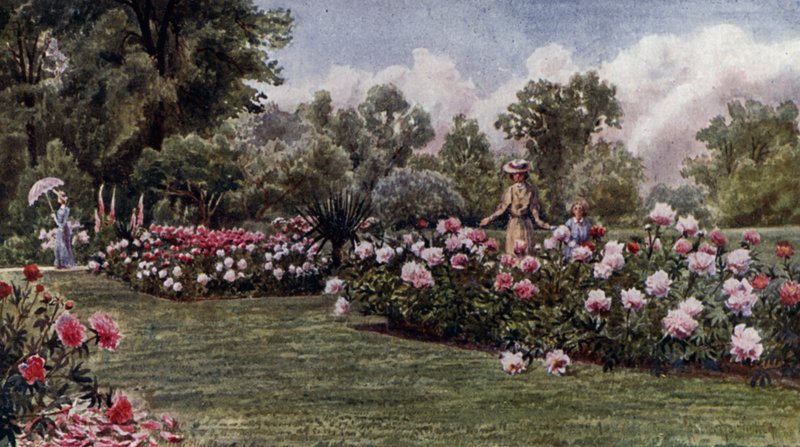 Kew Gardens: The Peonies (cor litho) de Thomas Mower Martin