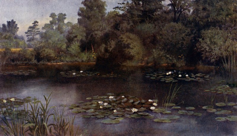 Kew Gardens: O Lírio de Água (cor litho) de Thomas Mower Martin