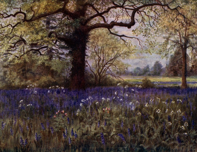 Kew Gardens: Jacintos selvagens (cor litho) de Thomas Mower Martin