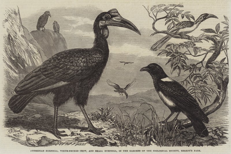 Calau Abissínio, Corvo-de-pescoço-branco e Calau Pequeno, nos Jardins da Sociedade Zoológica, Regent&39;s Park de Thomas W. Wood
