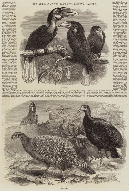 Os recém-chegados nos jardins da Sociedade Zoológica de Thomas W. Wood