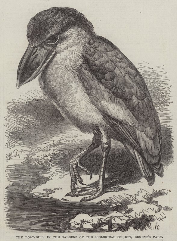 The Boat-Bill, nos jardins da Sociedade Zoológica, Regent&39;s Park de Thomas W. Wood
