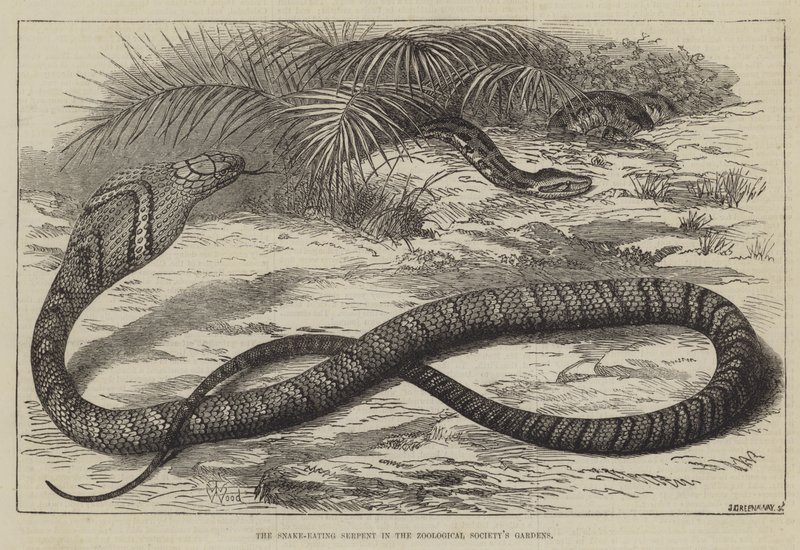 A Serpente Comedor de Serpentes nos Jardins da Sociedade Zoológica de Thomas W. Wood