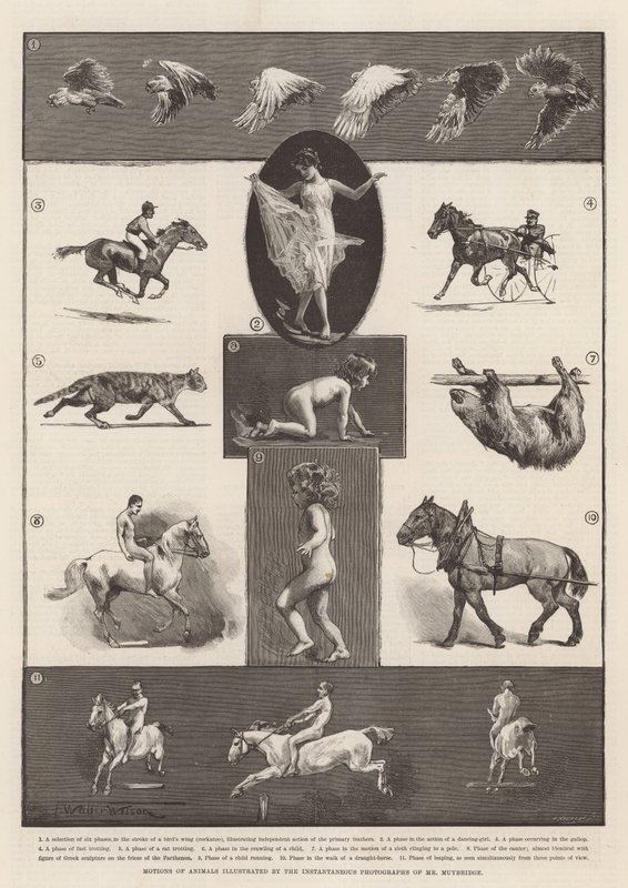 Movimentos de animais ilustrados pelas fotografias instantâneas do Sr. Muybridge de Thomas Walter Wilson