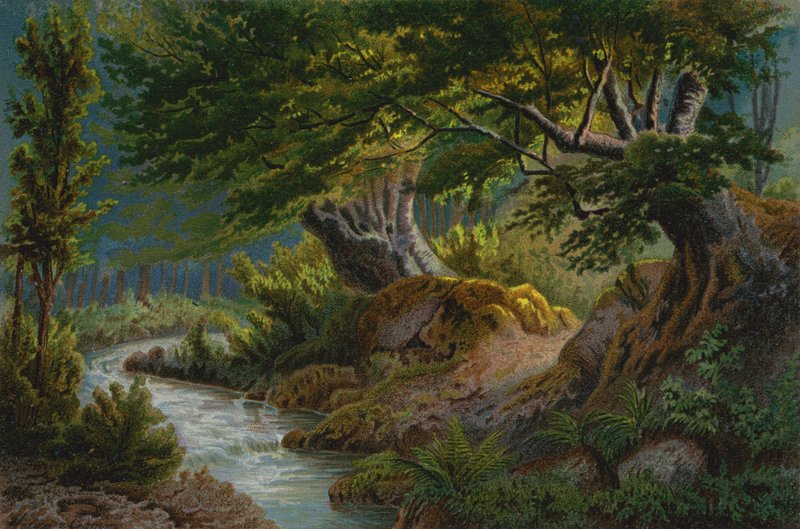 Floresta em Les Plans de Unbekannt Unbekannt
