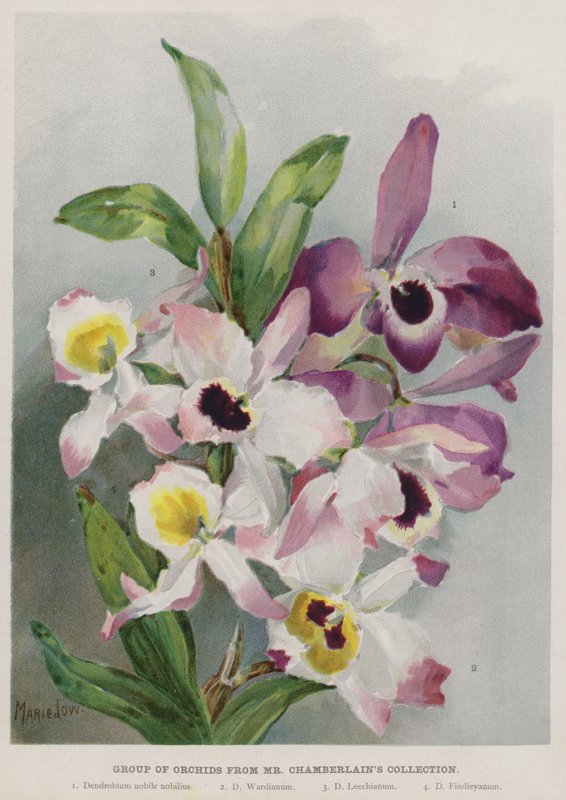 Grupo de orquídeas da coleção do Sr. Chamberlain de Unbekannt Unbekannt