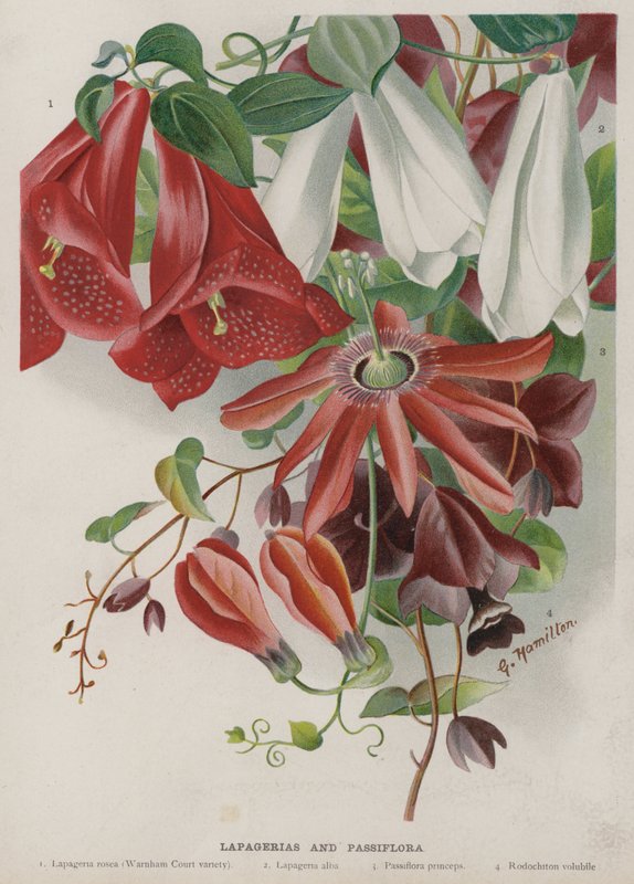 Lapagerias e Passiflora de Unbekannt Unbekannt