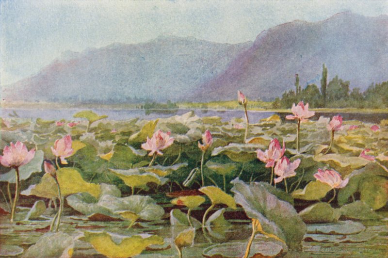 Lírios de lótus no lago dal de Unbekannt Unbekannt