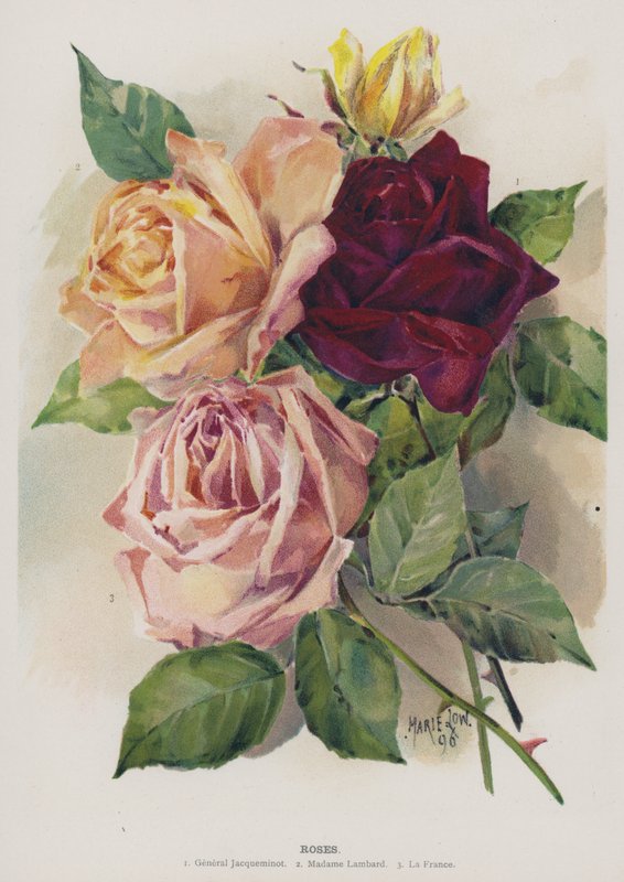 Rosas de Unbekannt Unbekannt