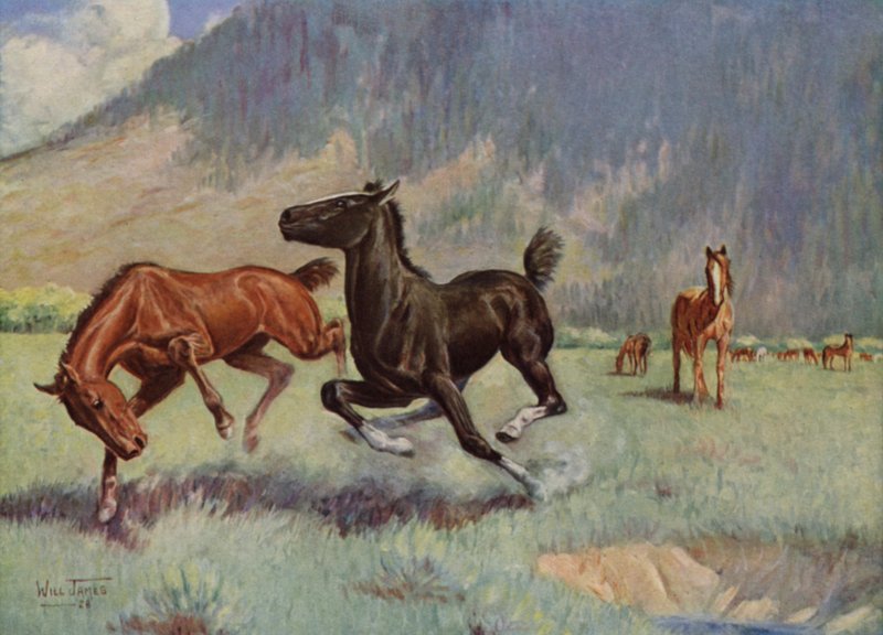 Smoky o cavalo de vaca de Unbekannt Unbekannt