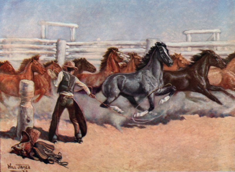 Smoky o cavalo de vaca de Unbekannt Unbekannt
