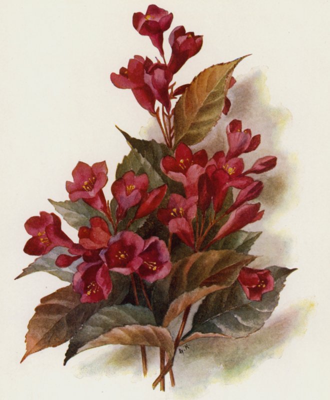 Weigela v Eva Rathke de Unbekannt Unbekannt