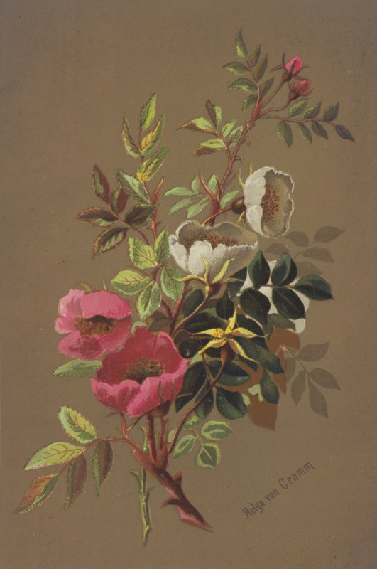 Rosas selvagens de Unbekannt Unbekannt