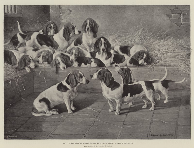 Pack do Sr. J Moss de Basset-Hounds em Bishops Waltham, perto de Winchester de Valentine Thomas Garland