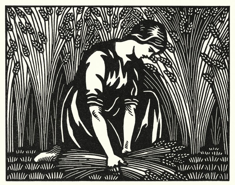 Ilustração para Tess Of The DUrbervilles de Thomas Hardy (gravura) de Vivien Gribble